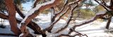 Snow covered trees in the Ross Arboretum.