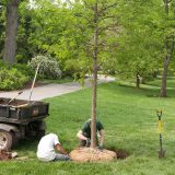 Garden staff working on planing a medium size tree.