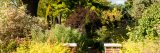 Fall colors of deep reds in the herb garden