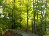 Wetland Trail - Summer