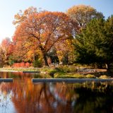 The Native Plant Garden's pool surrounded by yellowing trees in fall.