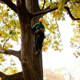 Hort staff climbing tree