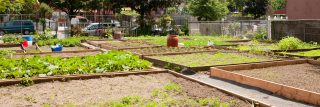 Plots for gardening in local Bronx Community Garden
