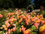 Rose Garden - Summer