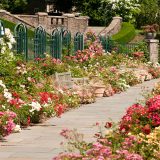 A view of the bloom-filled border of the Peggy Rockefeller Rose Garden.