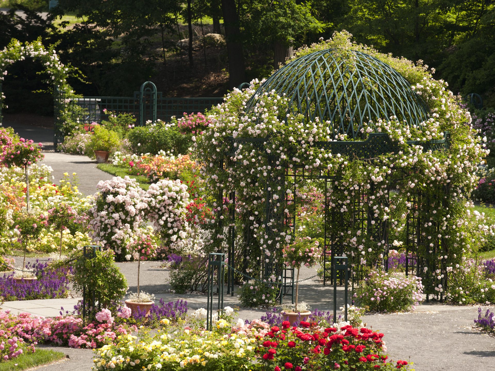 About the Rockefeller Rose Garden | New York Botanical Garden