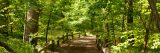 Wooded trail in the Thain Family Forest surrounded by green leaves