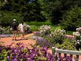 Couple standing in the Home Gardening Center with purple flowers