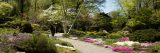 pink and white flowers blooming low to the ground in the rock garden in the spring