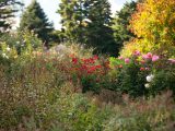 Home Gardening Center - Fall