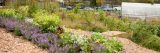 Purple flowers growing in local bronx community garden.