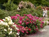 Photo of the Rose Garden