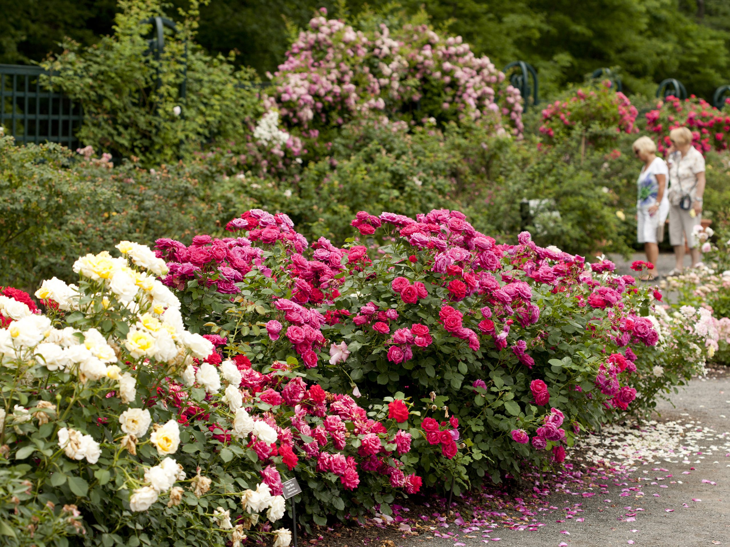 About the Rockefeller Rose Garden New York Botanical Garden