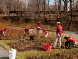 SOPH Students working in the rose garden during the winter.