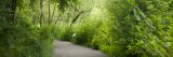 The Wetland Trail in summer.