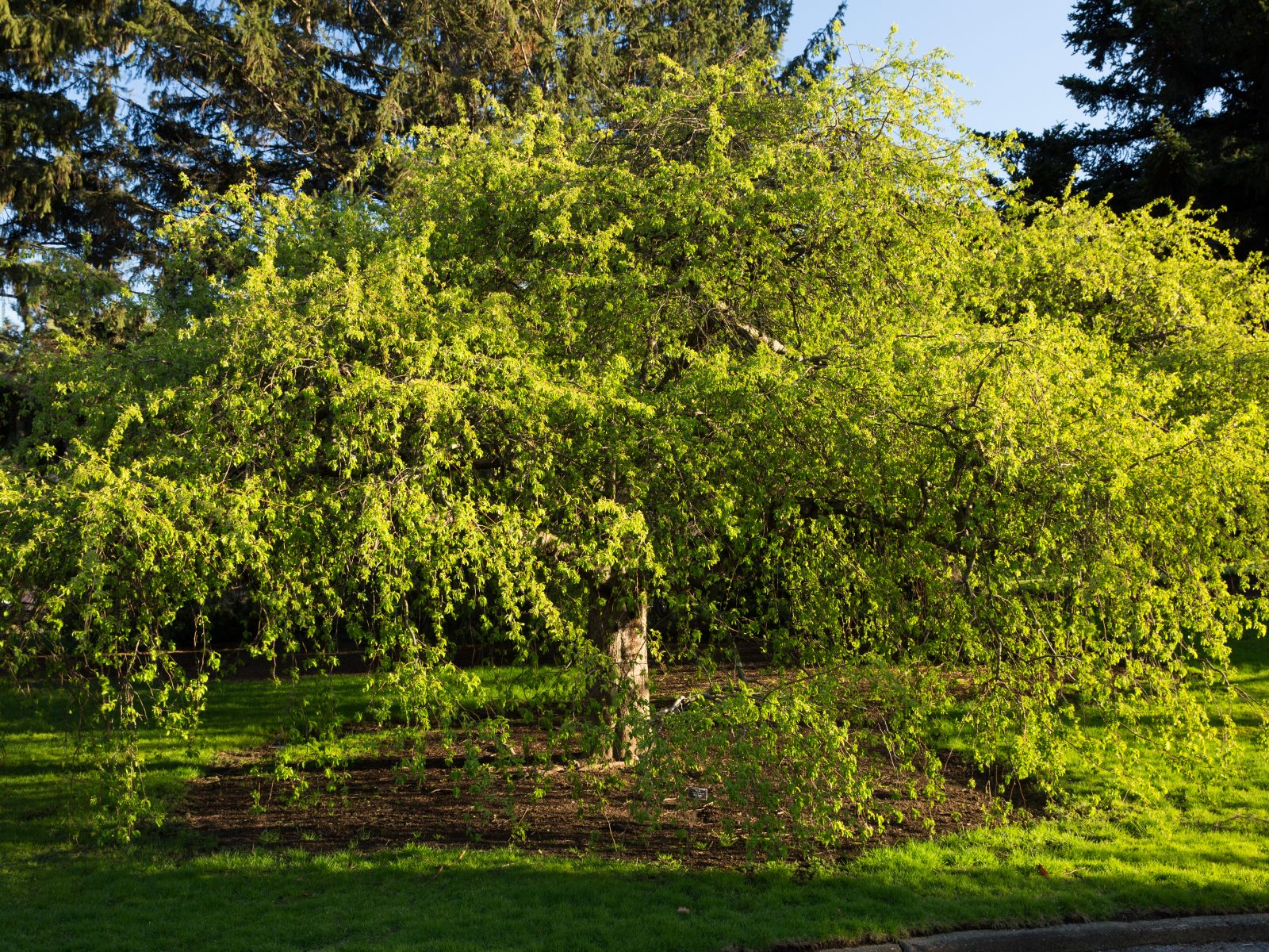 Crabapples » New York Botanical Garden