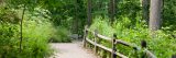 tall green grass in the forest