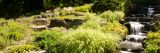 full green leaves and tall grass in the rock garden in the summer