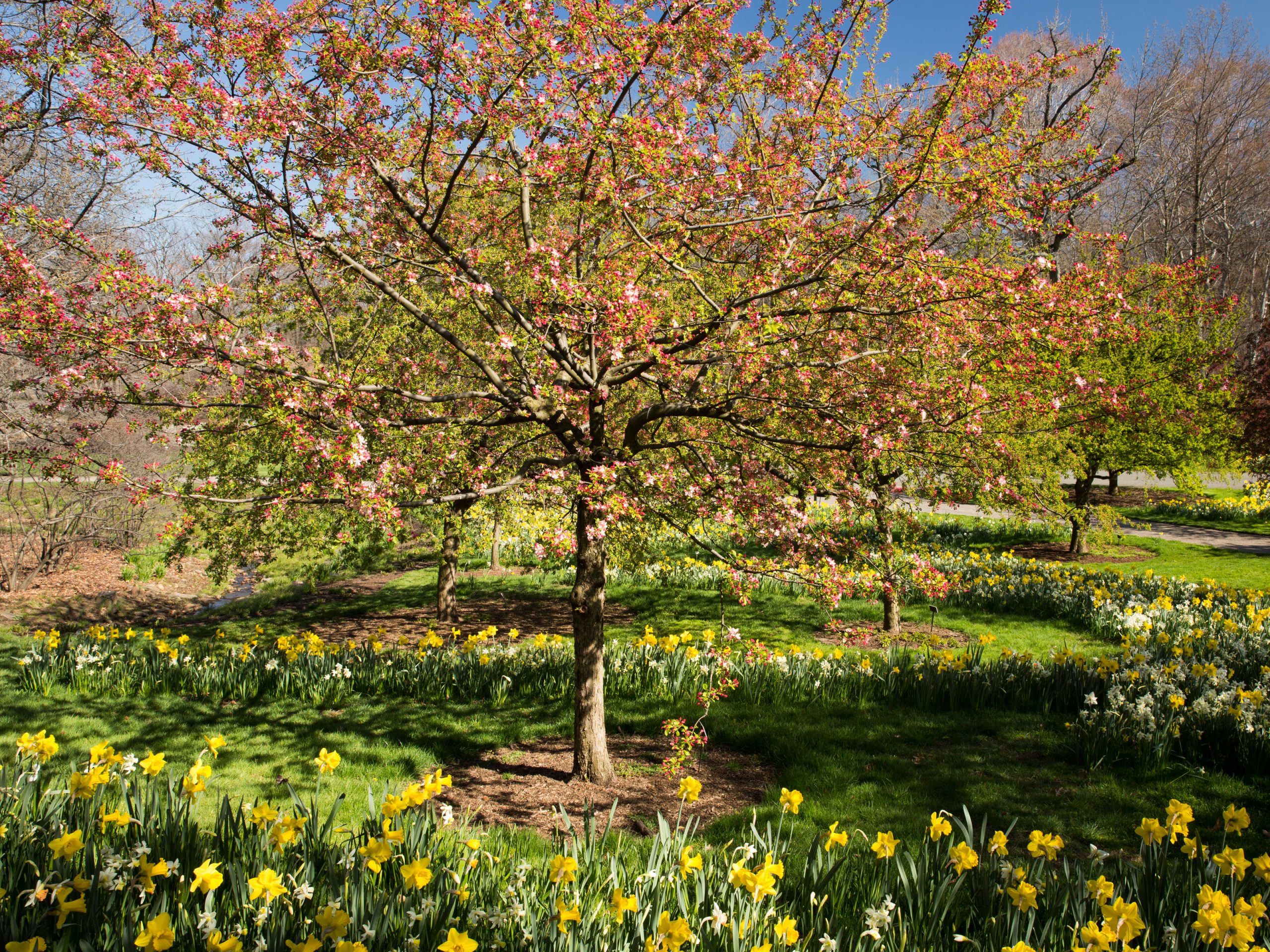 Crabapples » New York Botanical Garden