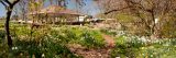 Early spring daffodils blooming in the Family Garden
