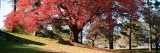 Cherry Tree in the fall with red leaves.
