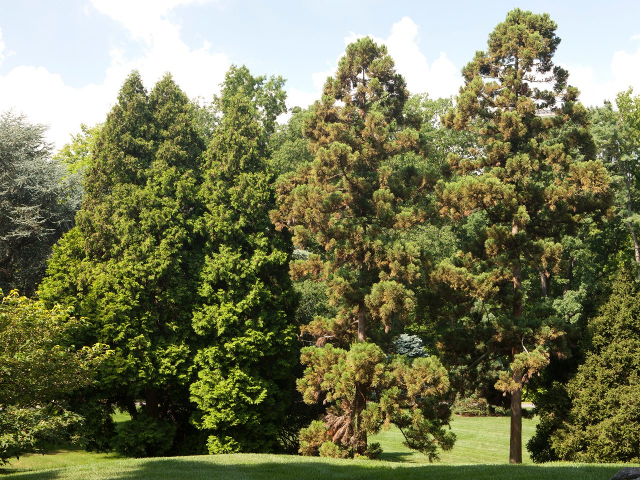 Ornamental Conifers » New York Botanical Garden