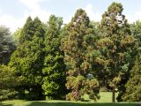 Ornamental Conifers - Fall