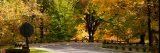 Fall magnolia trees with yellow and orange leaves