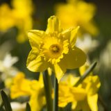 Photo of daffodils in spring