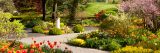 yellow flowers in the perennial garden