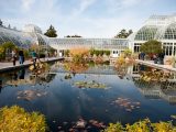 Conservatory Courtyard with waterlilies and lotuses in the fall.