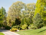 Ornamental Conifers - Spring