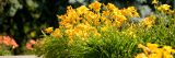 Bright yellow daylilies