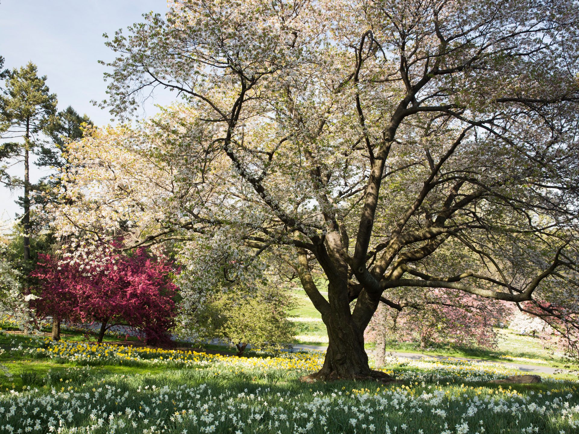 Crabapples » New York Botanical Garden