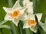 Daffodils - Spring