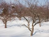 Crabapples – Winter