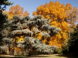 Photo of the trees in the Rock Garden in fall