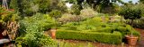 green leaves in the perennial garden