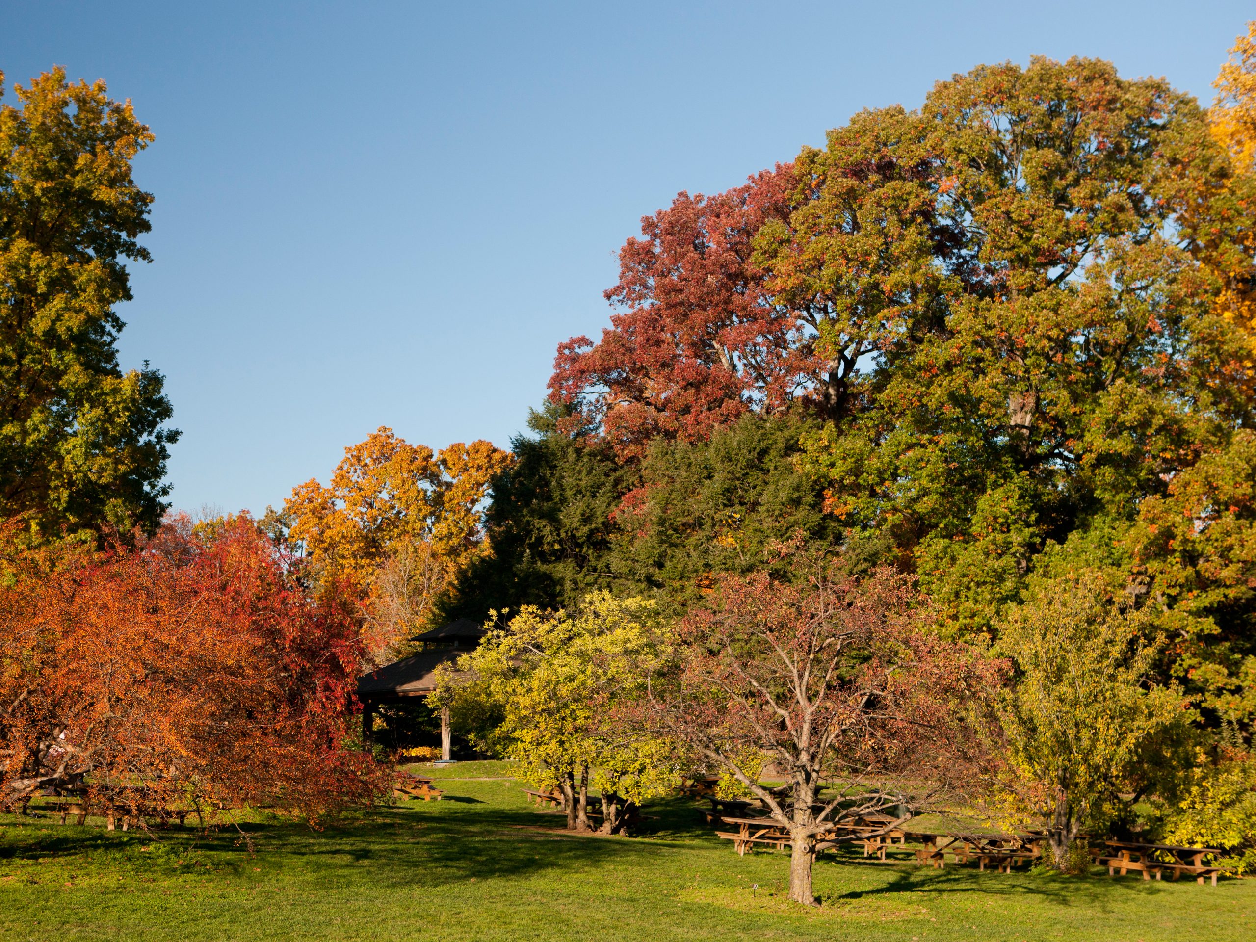 Crabapples » New York Botanical Garden