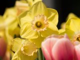 Daffodils - Spring