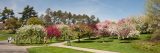 Pink, red, and white blossoms of crabapple trees