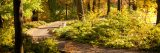The Azalea Garden in fall.