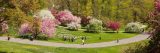 People enjoying the daffodils and pink magnolia and crabapples