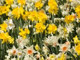 Daffodils - Spring