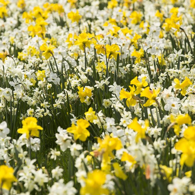Daffodils New York Botanical Garden