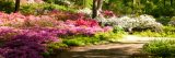 bright pink azaleas and reds in the azalea garden