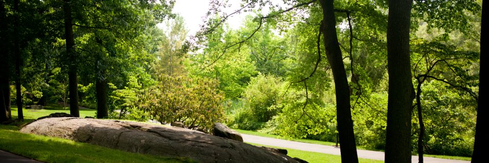 Wetland Trail » New York Botanical Garden