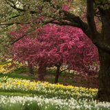 A flowering crabapple on Daffodil Hill.