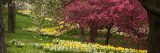 A flowering crabapple on Daffodil Hill.