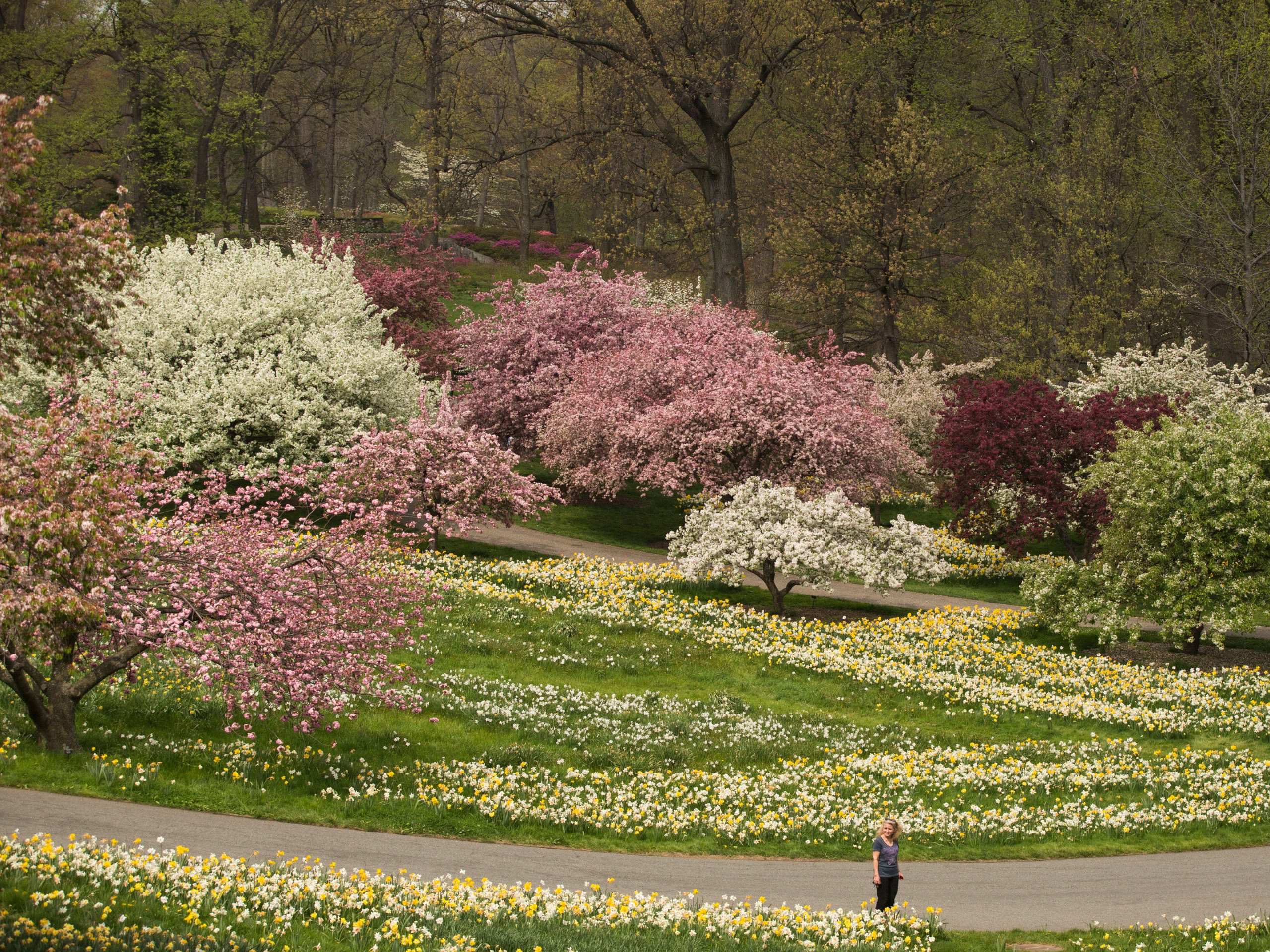 Crabapples » New York Botanical Garden
